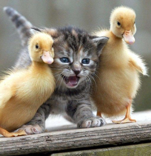 Kitten & ducklings
