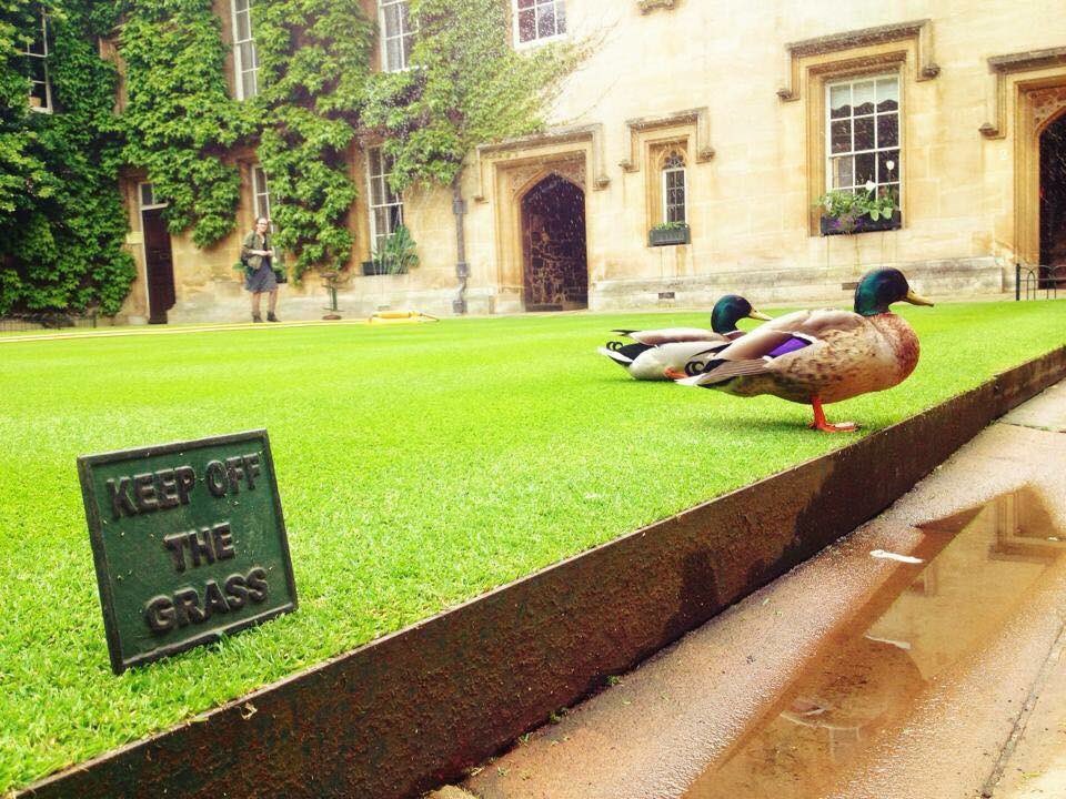 Young ducks